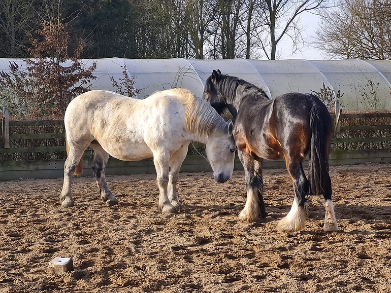 Horses at Honeysuckle Farm
